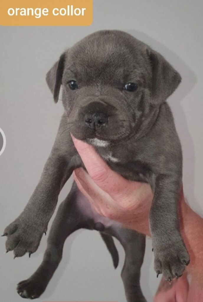 gumtree staffordshire bull terrier puppies